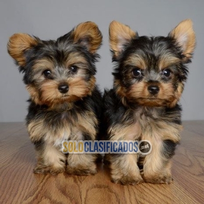 Adorables 2 Cachorros Yorkie para gratis... 