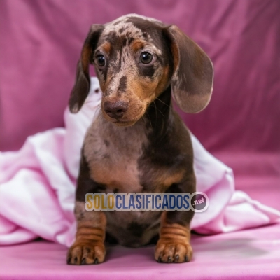 DACHSHUND ARLEQUIN AVAILABLE NOW  THE BEST PRICE... 