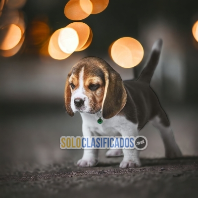 DISPONIBLES MASCOTAS BEAGLE POKET AMERICANO / BEAGLE POKET AMERIC... 