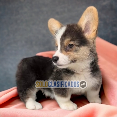 Tierno CORGI DE PEMBROKE para tu hogar... 