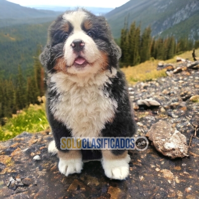 Bernese Mountain Dog Pretty Puppies... 