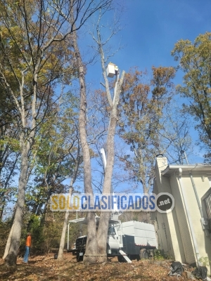 Welcome to Red Woodpecker Tree Service in TN... 