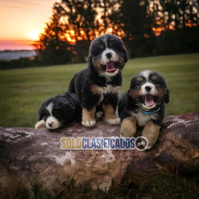 Bernese Mountain Dog Charming and Lovely Puppies... 