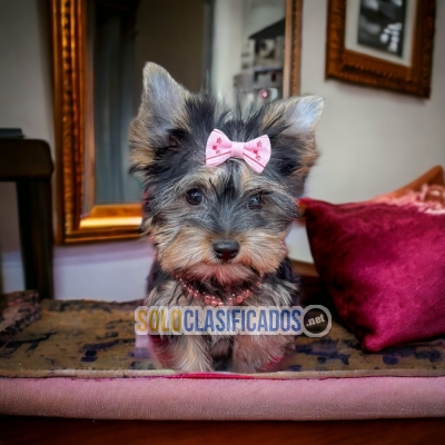 Yorkshire Terrier Charming Puppies... 