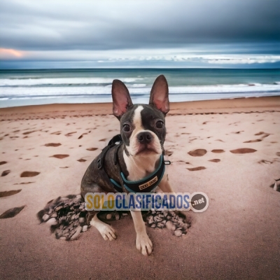 BOSTON TERRIER AVAILABLIE NORTH CAROLINA... 