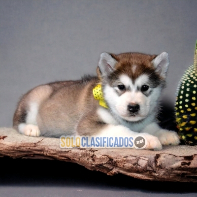 ALASKAN MALAMUTE     MORE THAN A COMPANY IT WILL BE YOUR FRIEND... 