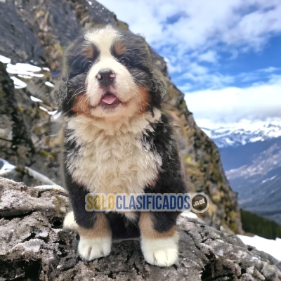 Bernese Mountain Dog Wonderful and Fine Puppies... 