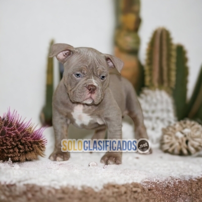 DULCES CACHORROS AMERICAN BULLY... 