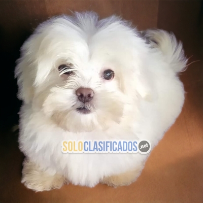 LINDO BICHON MALTES PARA TU FAMILIA DISPONIBLE AL MEJOR PRECIO... 