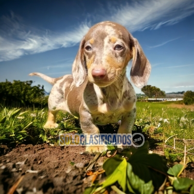 VENTAS DE HERMOSOS CACHORROS DE  SALCHICHA ARLEQUIN CHOCOLATE... 