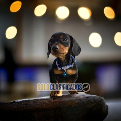 BEAUTIFUL PUPPIES DACHSHUND FUEGO TRADICIONAL... 