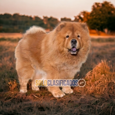 Chow Chow Magnificos Cachorros Disponibles... 