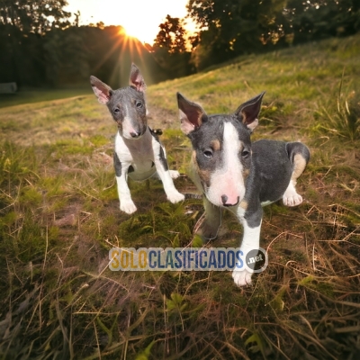 Bull Terrier Exoticos Cachorros Disponibles... 