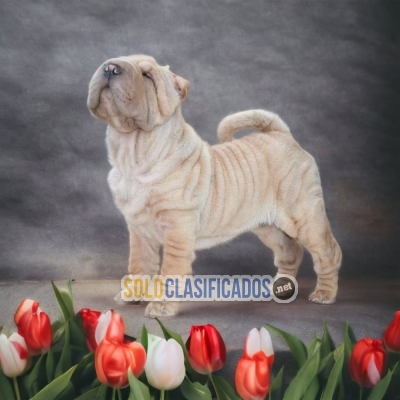 1SWEETIE SHAR PEI... 