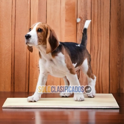 Sweet BEAGLE HARRIER for family... 