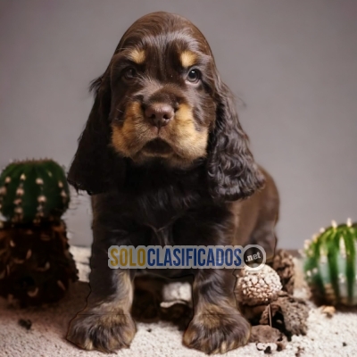 COCKER SPANIEL INGLÉS     ... 