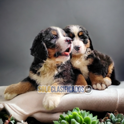 Lindos cachorros Bernes de Montaña... 