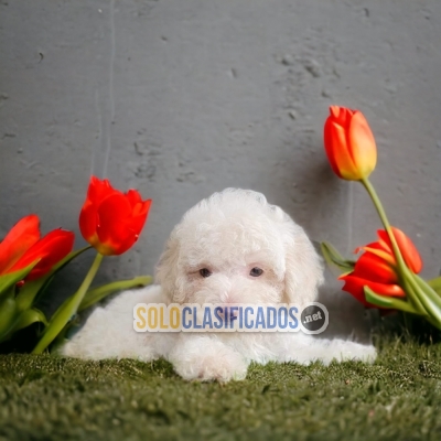 Hermosos cachorros disponibles Poodle frances con las mejores con... 