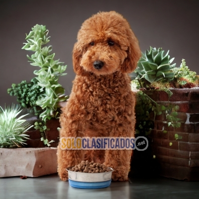 FRENCH POODLE RED          IT WILL BE YOUR COMPANION AND BEST COM... 