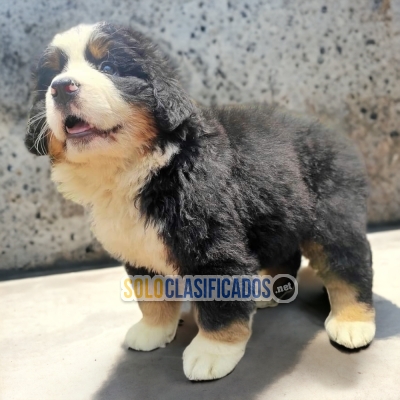 Bernese Mountain Dog lovely Puppies... 