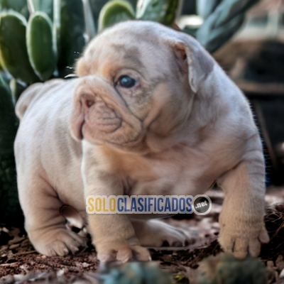 BULLDOG INGLES EXOTICO A FURRY FOR YOUR HOME... 