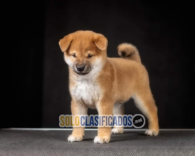 Hermosos Akita Inu  japonés para tu hogar... 