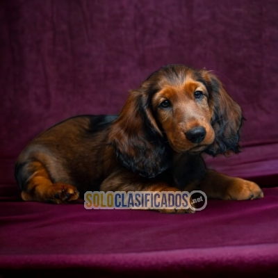 DACHSHUND PELO LARGO  LIKE DOG LOVE THERE IS NONE... 