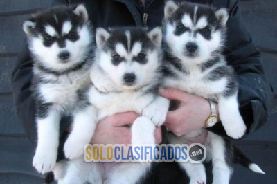 Precisos cachorros de Husky Siberiano con azul ojos(+34711731404)...