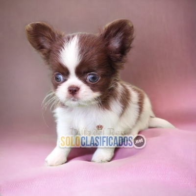 Chihuahua de pelo Largo Too Cutie Puppies... 