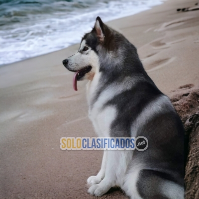 BEAUTY   ALASKAN   MALAMUTE... 