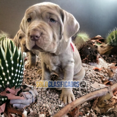 DISPONIBLES/AVAILABLE MASCOTAS/PETS CANE CORSO... 