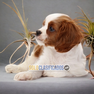 Cavalier King Charles Spaniel Preciosos Cachorros Para Tu Hogar... 