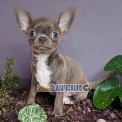 Chihuahua Cabeza de Manzana Lovely Puppies Just For You... 