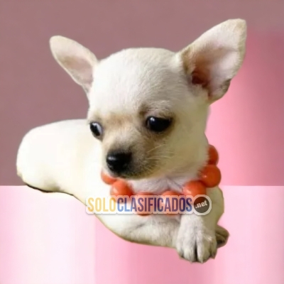 WONDERFUL PUPPIES APPLE HEAD CHIHUAHUA... 