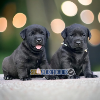 Labrador Retrievier Lindos y Finos Cachorros... 