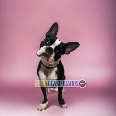 Beautiful puppies available BOSTON TERRIER DR... 