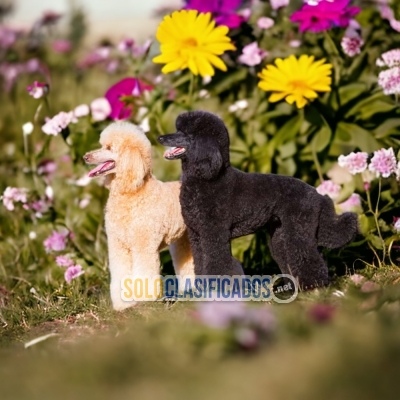 FRENCH POODLE NORMAL              FRENCH POODLE... 