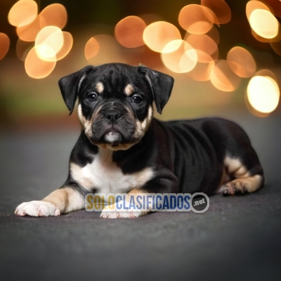 AMERICAN BULLY Chicago... 