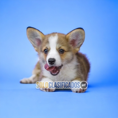 LINDO CACHORRO  CORGI DE PEMBROKE... 