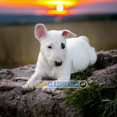 LINDO CACHORRO  BULL TIERRIER... 