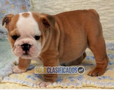 Hermoso perro bulldog ingles bebe de 3 meses a excelente precio d... 