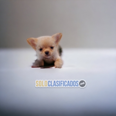 BEAUTIFUL PUPPIES LONG HAIRED CHIHUAHUA... 