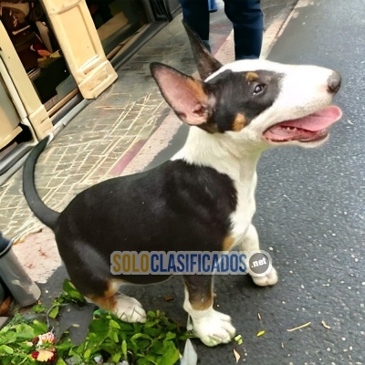 Bellos BULL TERRIER para tu familia... 