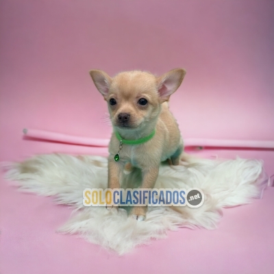 Chihuahua Cabeza de Manzana lovely Puppies... 