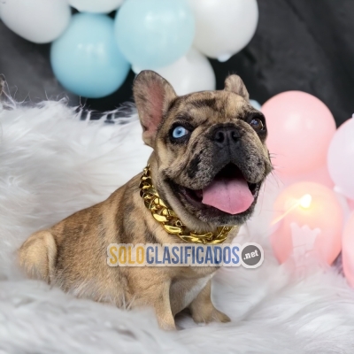 French Exotic Bulldog Gorgeous and Pretty  Puppies... 