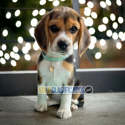 BEAGLE HARRIER LOVE PUPPY... 