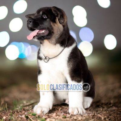 LINDO CACHORRO AKITA AMÉRICANO... 