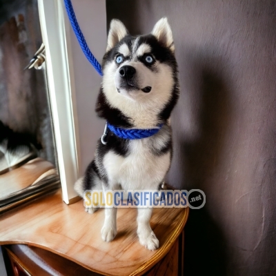 Cute Alaskan Malamute Beautiful Puppies... 