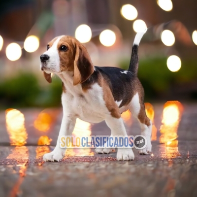 Beautiful puppies available now: BEAGLE HARRIER... 