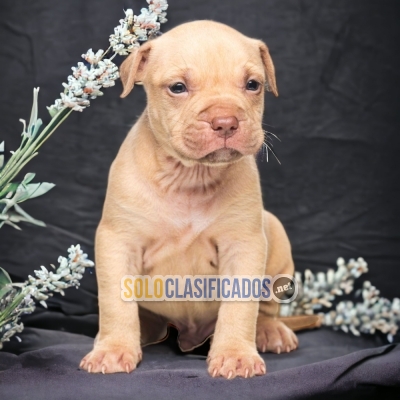 AMERICAN BULLY XL AVAILABLIE IN NORTH CAROLINA... 